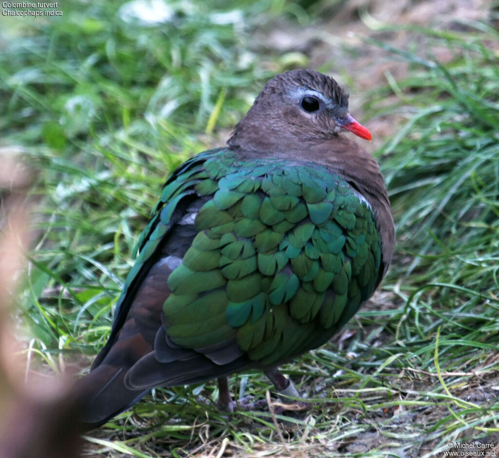 Common Emerald Dove male adult