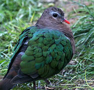 Common Emerald Dove