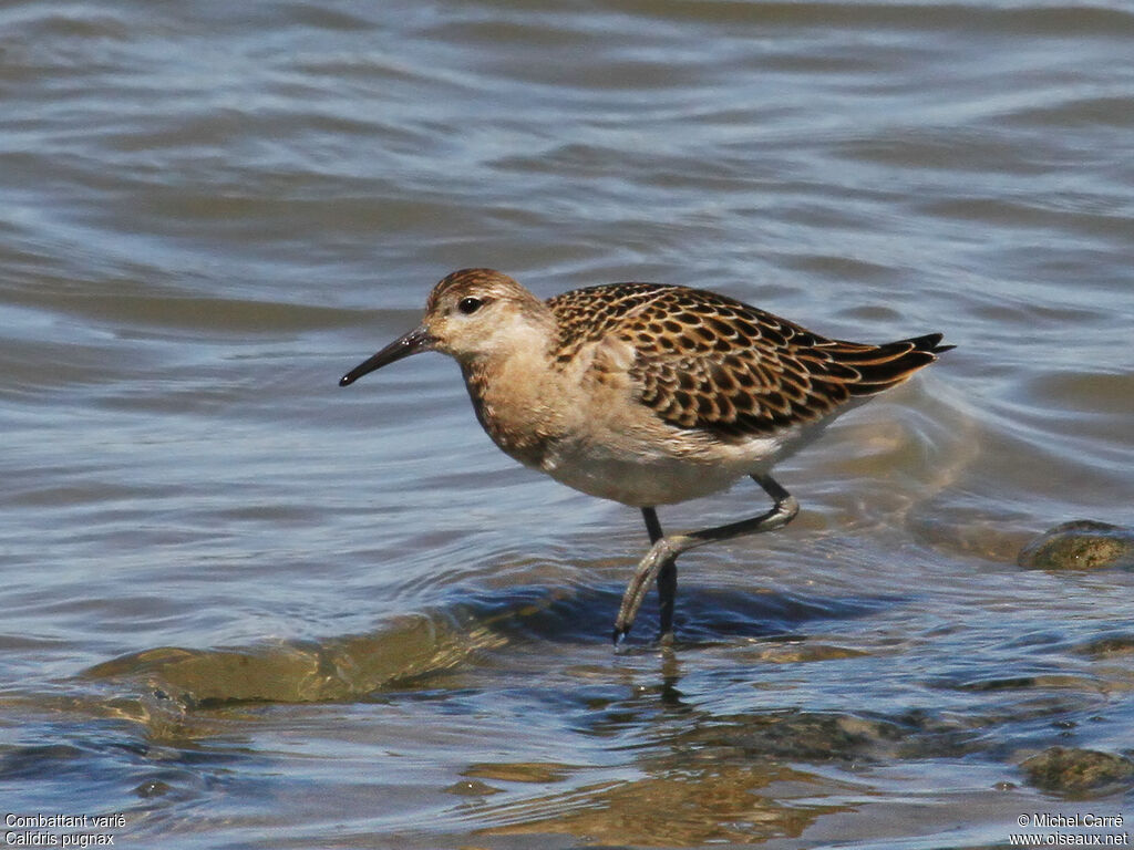 Combattant varié1ère année, identification