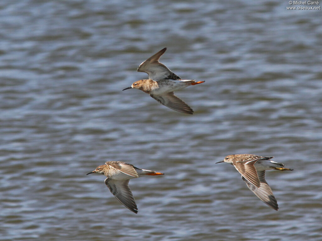 Ruff, Flight