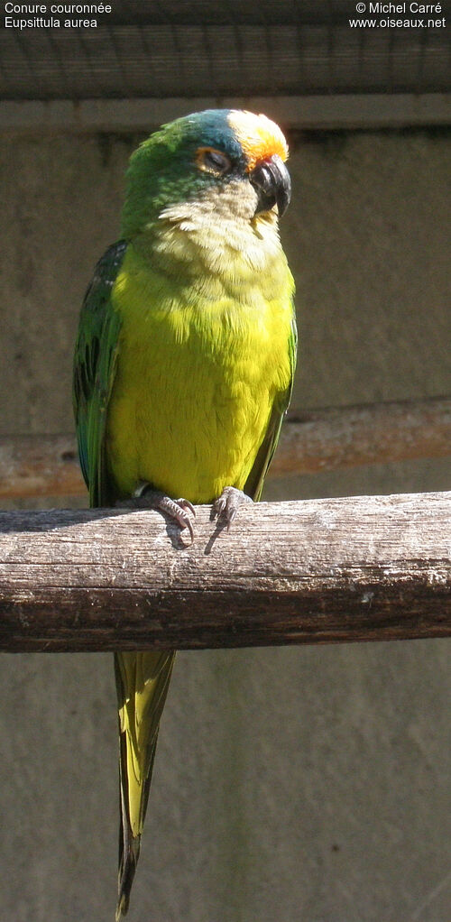 Conure couronnée