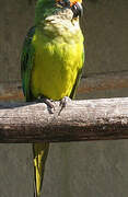 Peach-fronted Parakeet