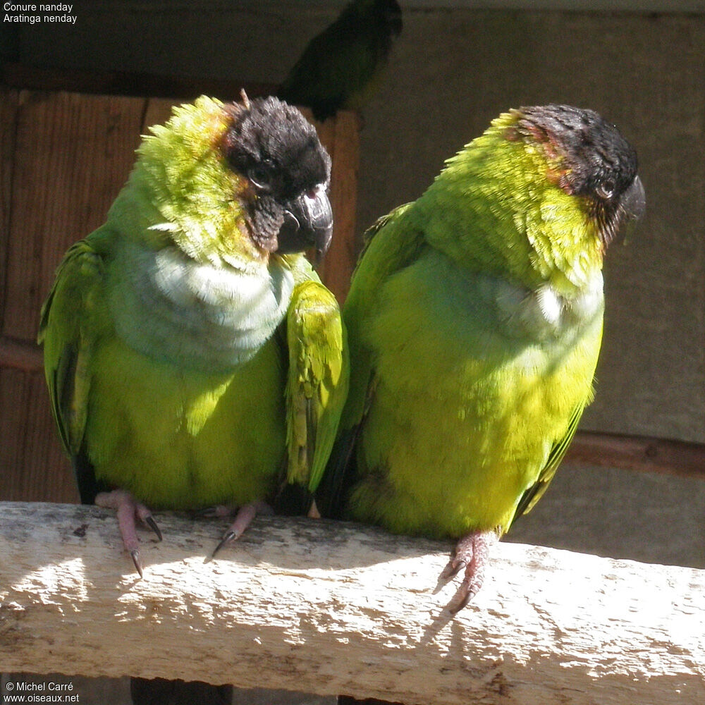 Conure nandayadulte