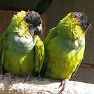 Conure nanday