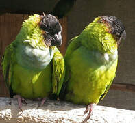 Conure nanday