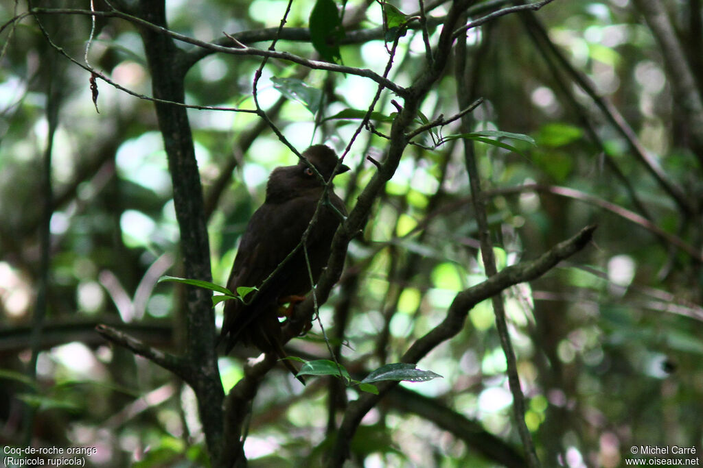 Guianan Cock-of-the-rock female adult