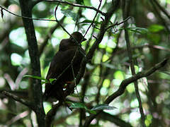 Guianan Cock-of-the-rock