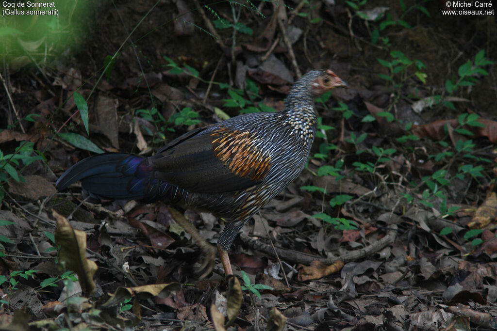 Coq de Sonnerat femelle adulte