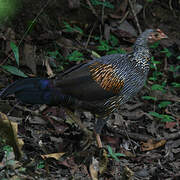 Grey Junglefowl