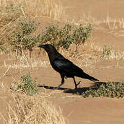 Brown-necked Raven