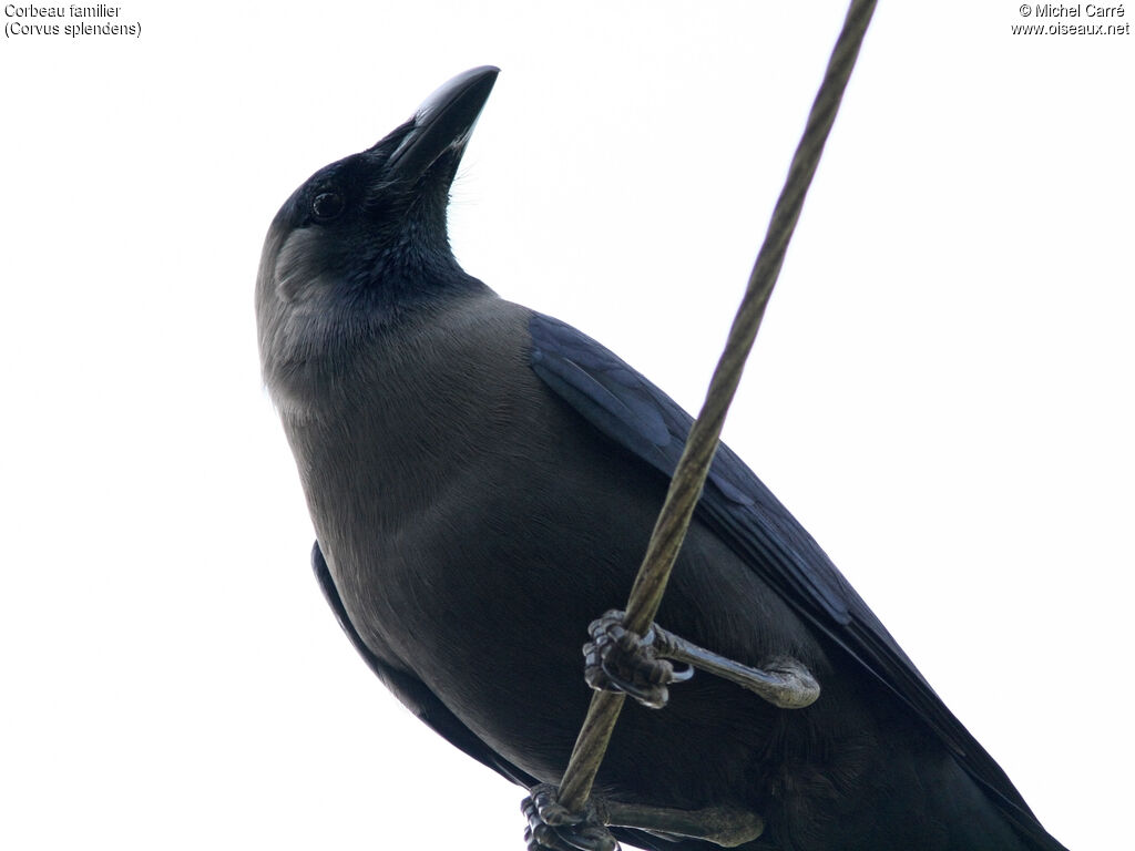 House Crow