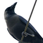 House Crow