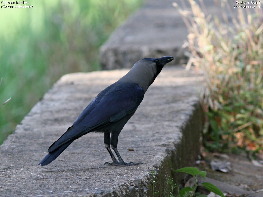 House Crow