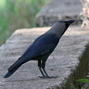 House Crow