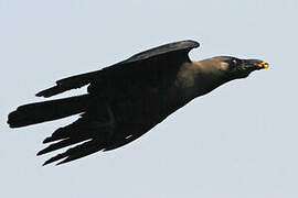 House Crow