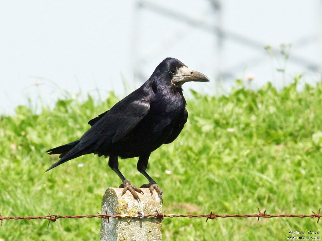 Corbeau freuxadulte