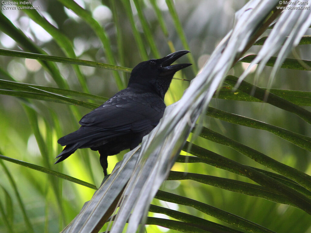 Indian Jungle Crowadult, close-up portrait