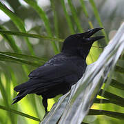 Indian Jungle Crow