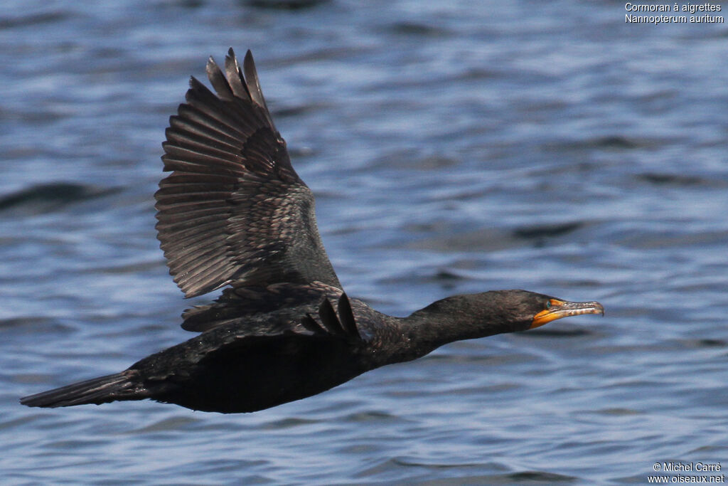 Cormoran à aigrettesadulte, Vol