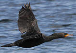 Cormoran à aigrettes