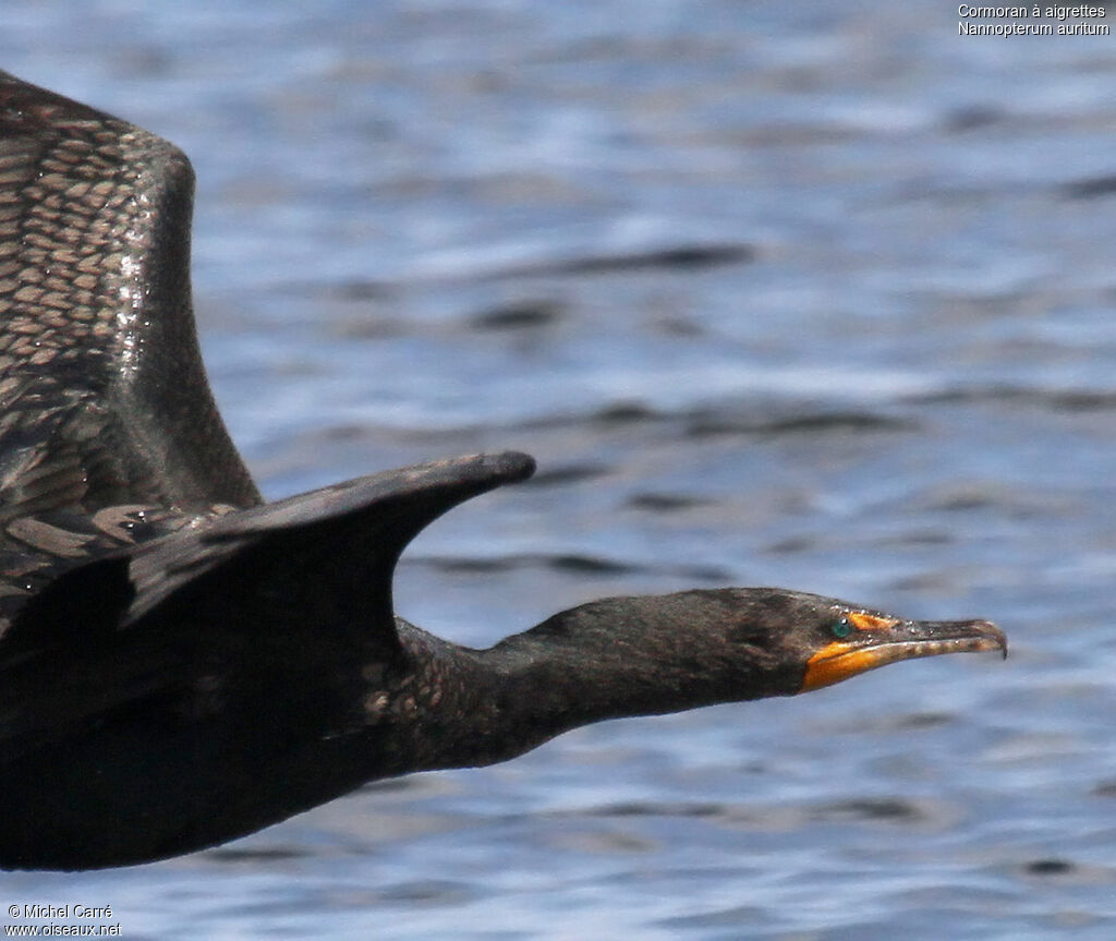 Cormoran à aigrettesadulte