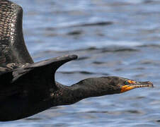 Cormoran à aigrettes