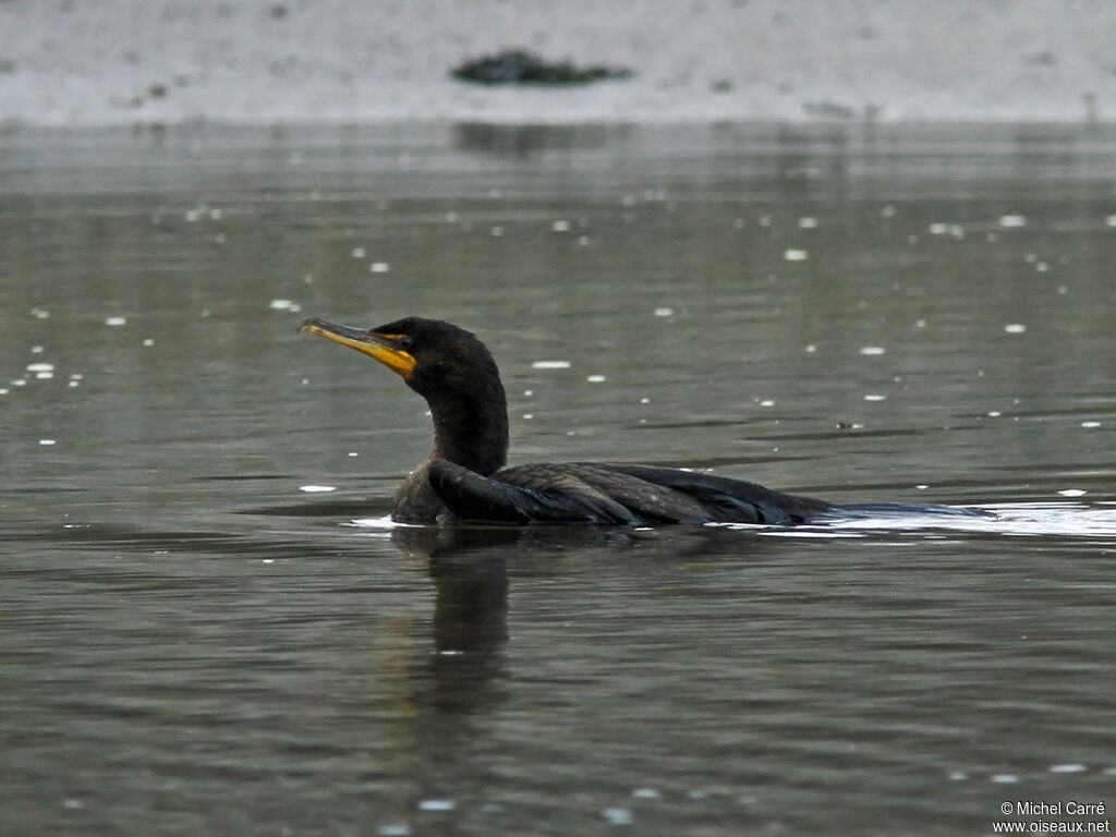 Double-crested Cormorant