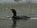 Cormoran à aigrettes