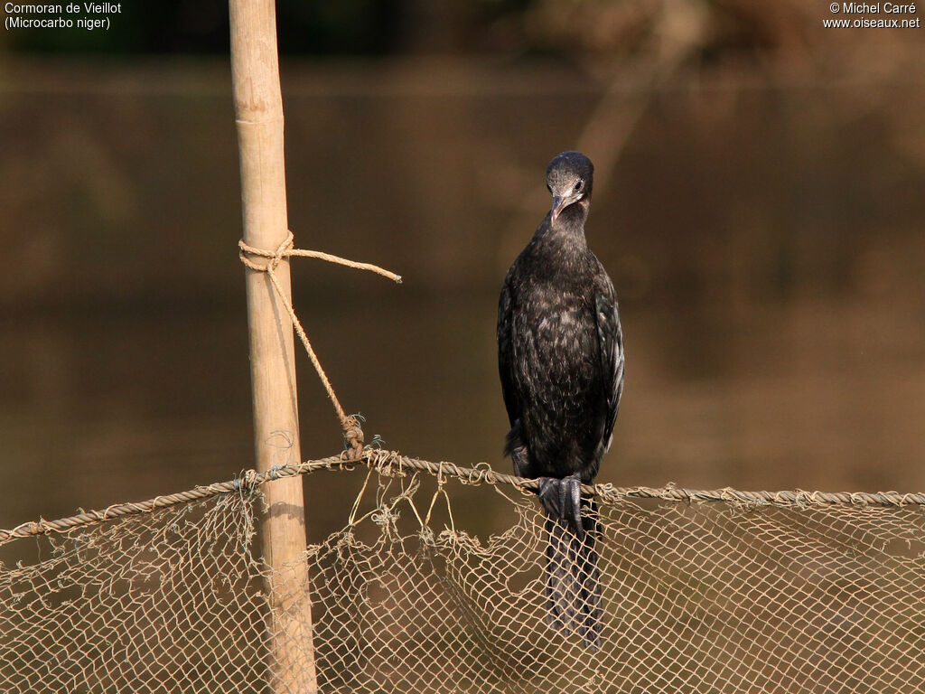 Cormoran de Vieillotimmature