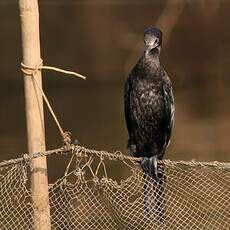 Cormoran de Vieillot