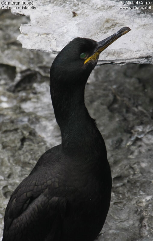 Cormoran huppé mâle adulte nuptial, identification