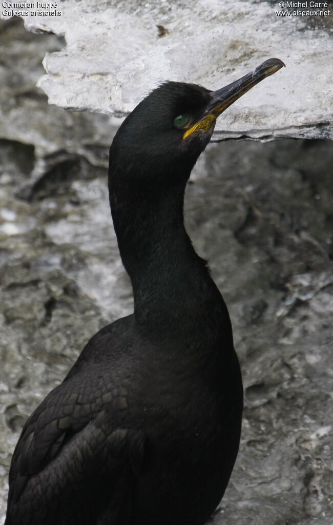 European Shag male adult breeding, identification