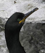 European Shag