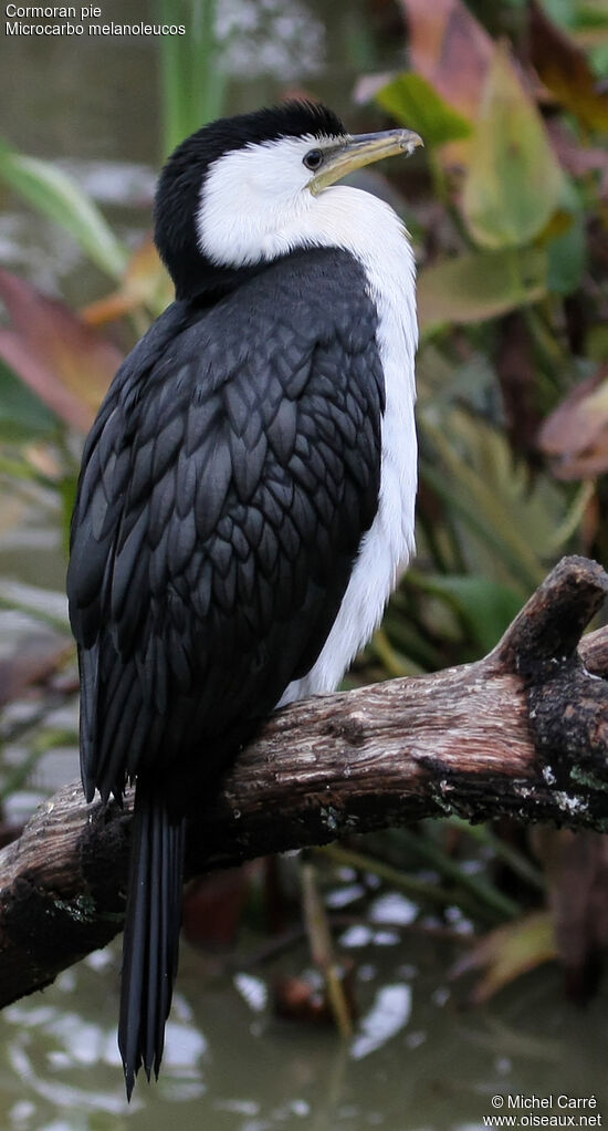 Little Pied Cormorantadult, identification