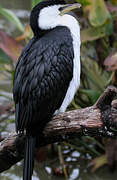 Little Pied Cormorant