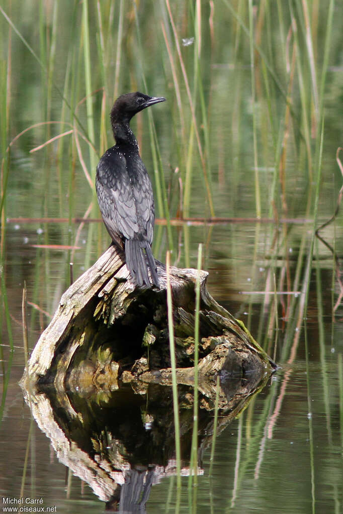 Cormoran pygméeadulte nuptial, pigmentation