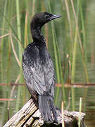 Pygmy Cormorant