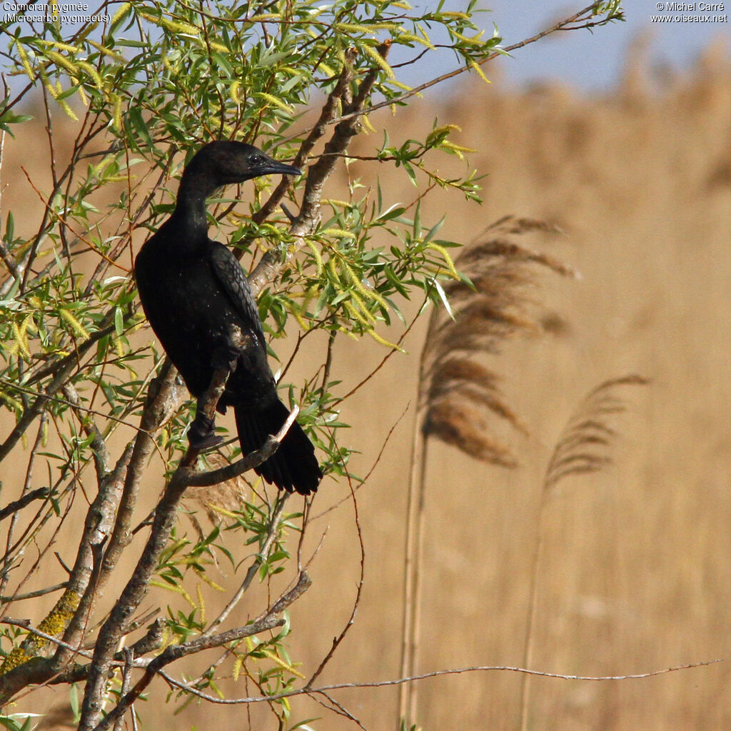 Pygmy Cormorant