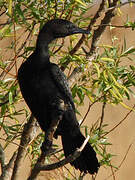 Pygmy Cormorant