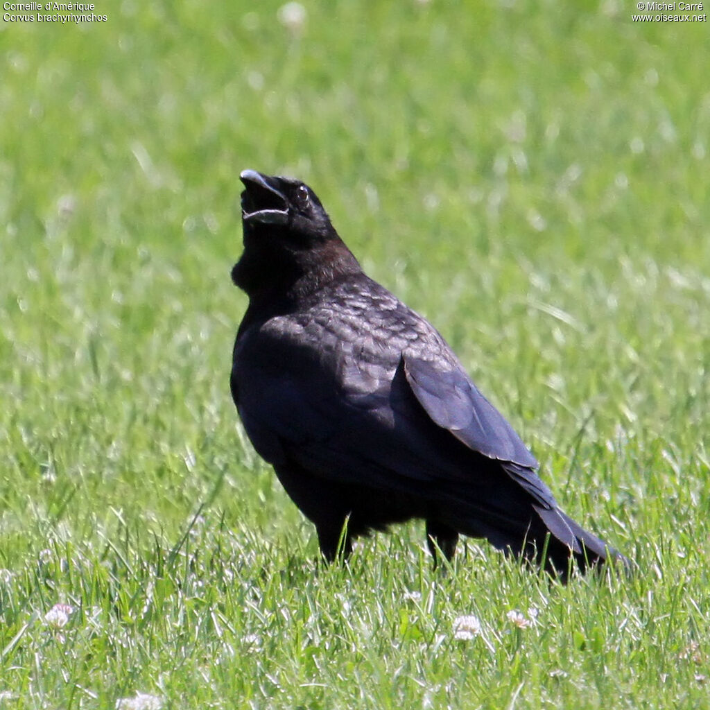 American Crow