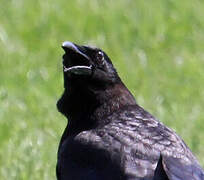 American Crow