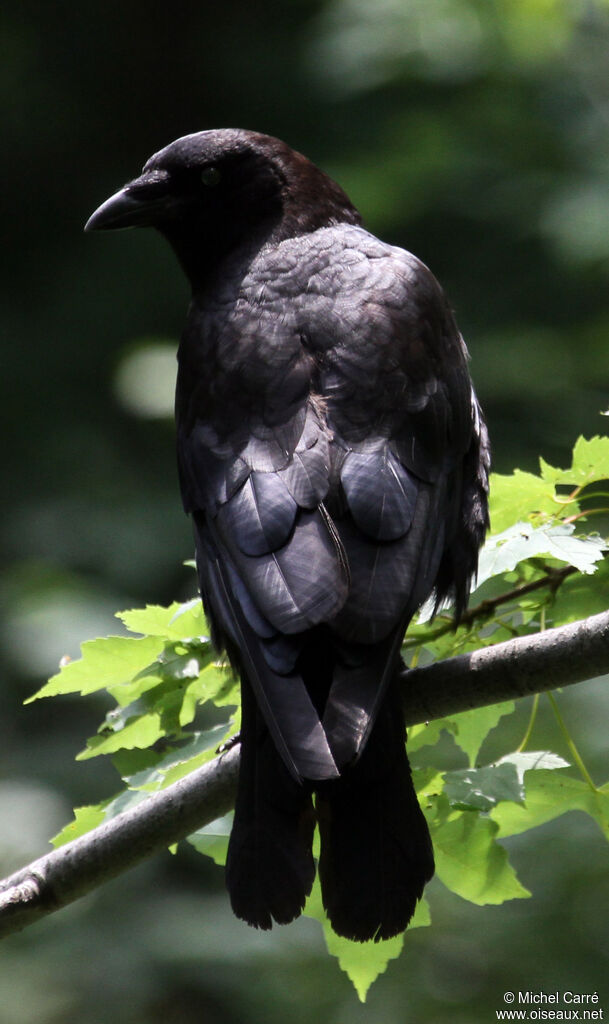 American Crow