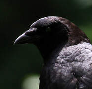 American Crow