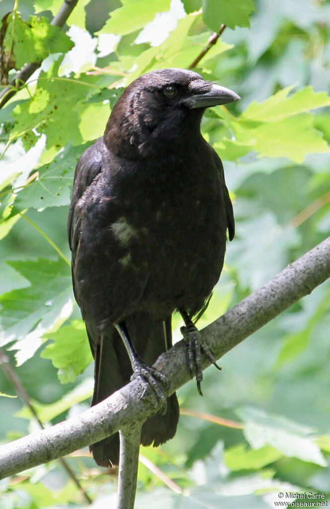 American Crow