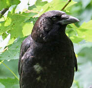 American Crow