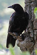 American Crow