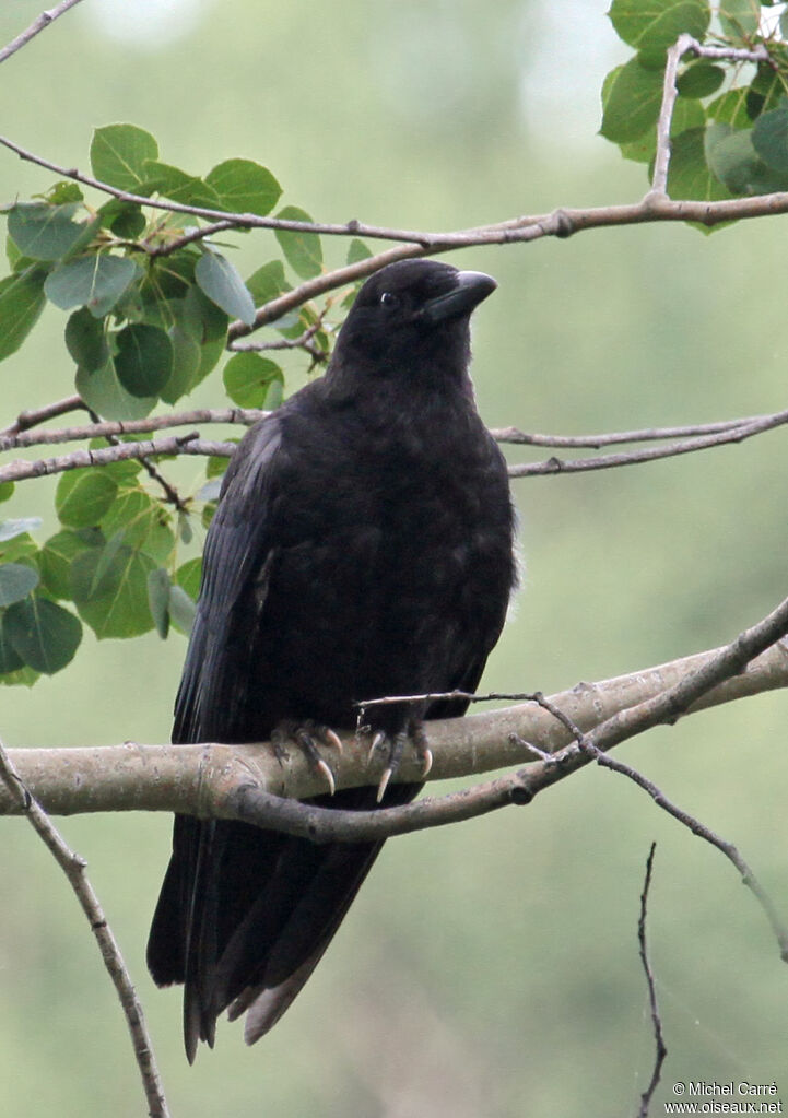 American Crow