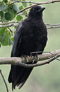 American Crow