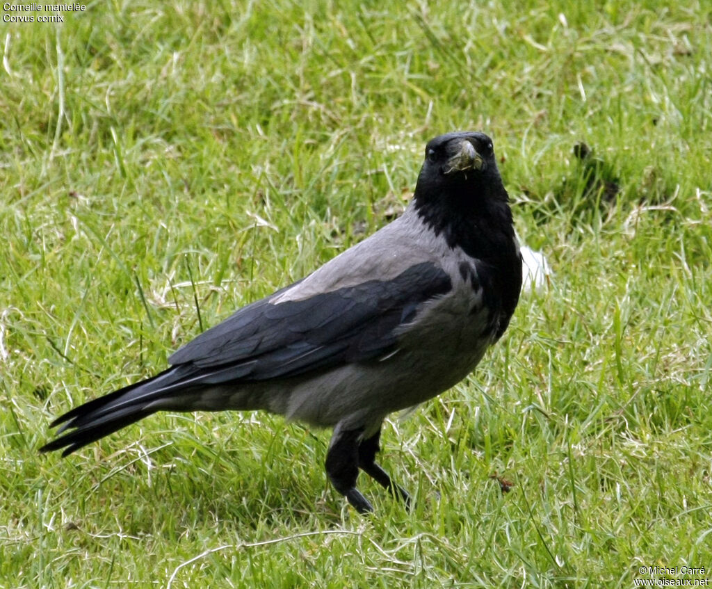 Hooded Crow