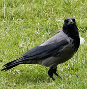 Hooded Crow